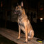 ZEUS