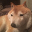 bonerdog