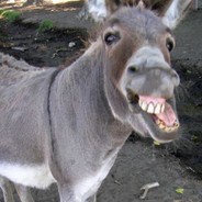 DonkeyFace