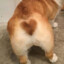 \\Vrode// Mr.Korgi&#039;s butt