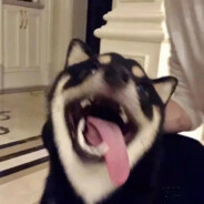 翻斗花园突破手