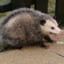 a funny opossum