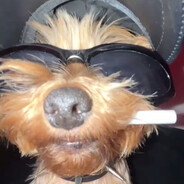 грозный дог