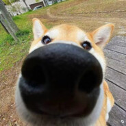 月亮偷喝朗姆酒