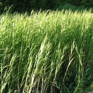Phragmites
