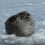 foca