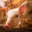 Oink
