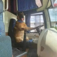 обалдуй