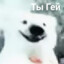 Tirenorchick