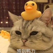 流泪猫猫头
