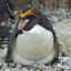 Подпивасный пингвин