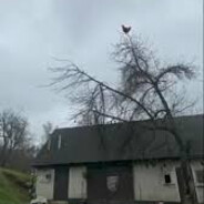 Яспер Моглот