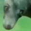 microchelik's avatar