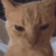 fenic