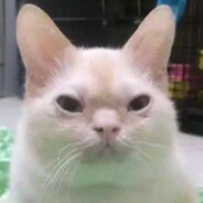 飞天鼠鼠🐭🐭