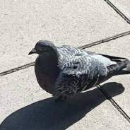 Detective Pigeon