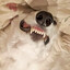 Weird Ass Dog