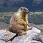 MountainMarmot87