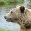 Bear 1