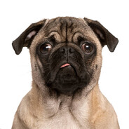 Dogway