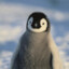 penguino