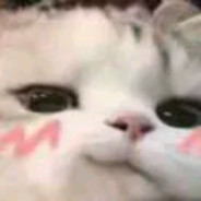 猫头嘤嘤嘤！！！