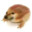 FROGE