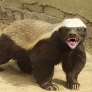 honeybadger