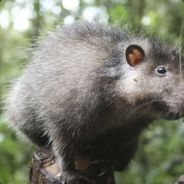 Woolrat - steam id 76561197971716939