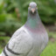 ImmortalPigeon