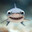 Happy shark