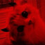 ʙʟxᴄᴋʙᴜꜱᴛᴀ