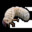 Grub