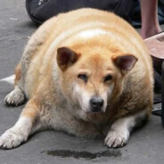 ur dog? - steam id 76561199793057858