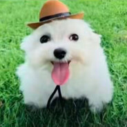jerry