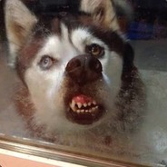 huskythemight y