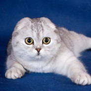 ХУЕВ ЧЕРТ