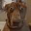 DogNut