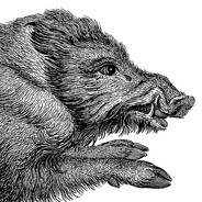 Data-Intensive Boar