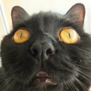 Perrrrrdolini