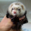 Attack Ferret