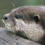 lilotter801