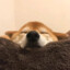 阿顺