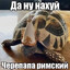 Черепапа Римский
