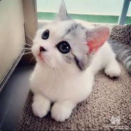 Cute Kitty UwU avatar