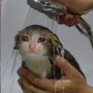 el gato bajo la lluvia pipipi