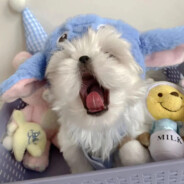 比.奇.堡.恶.霸.