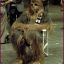 A Wookiee