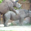 African Rhino Sex