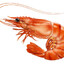 Shrimp